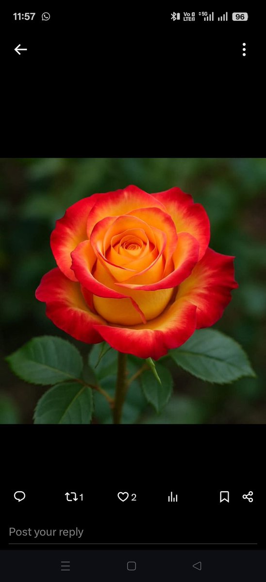 khursheed tweet media