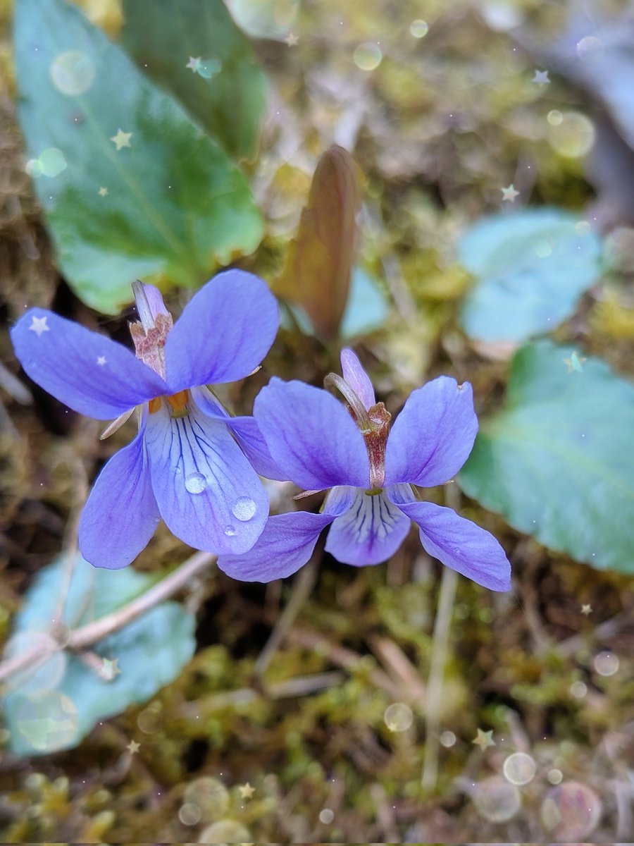 ☆𝕄𝕀𝕌☆🐬みう🐬 tweet media