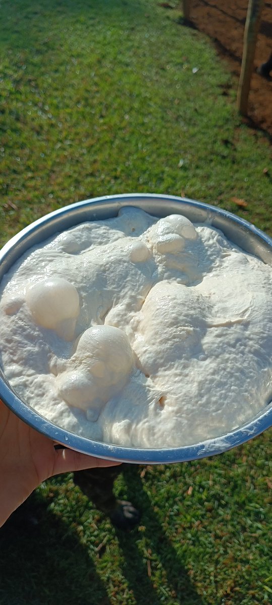 Barbacoa 🇧🇷👩🏽‍🍳🇮🇹🌾🌲❤️‍🔥 tweet media