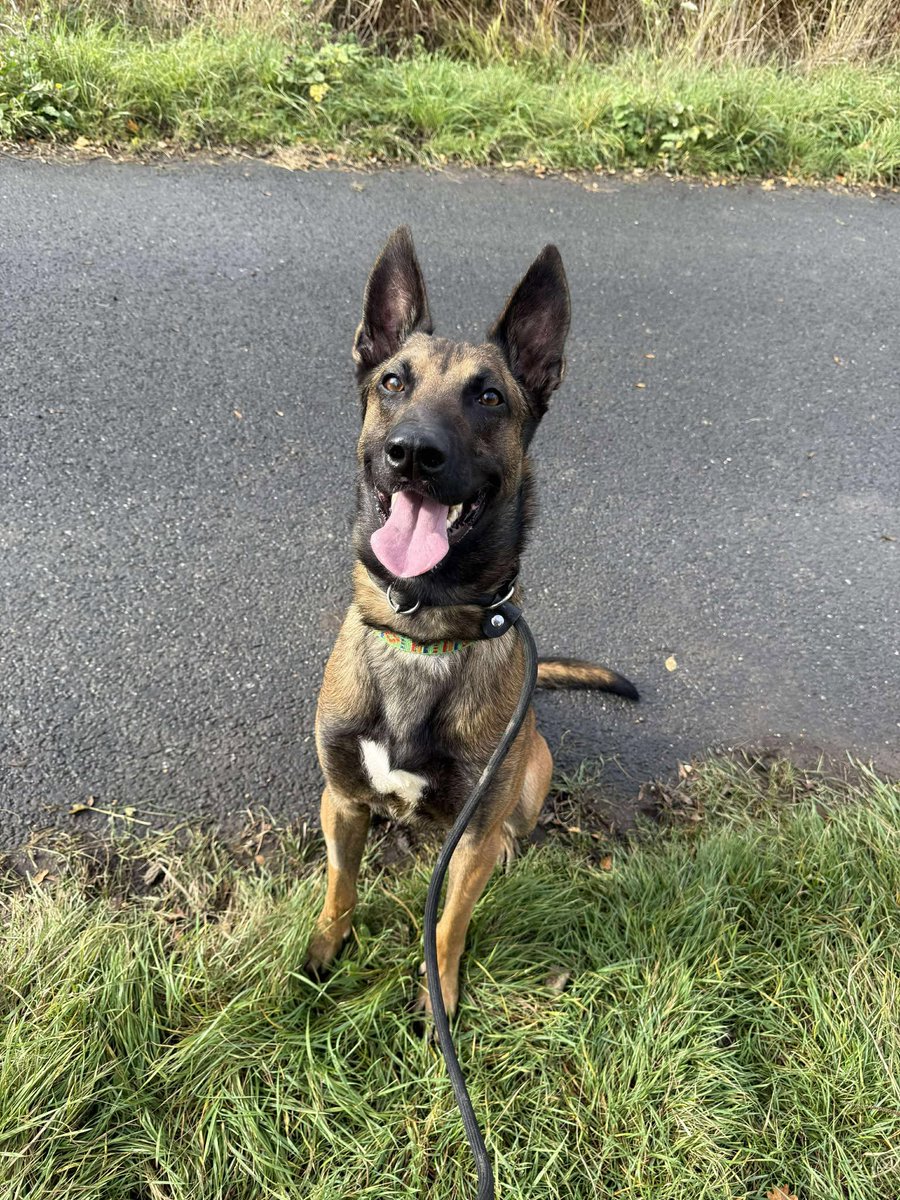 German Shepherd Rescue Elite ( GSRE ) tweet media