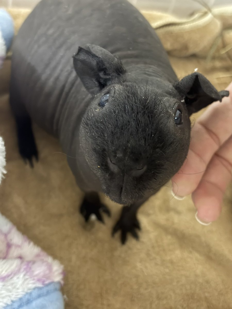 えんかうんと tweet media