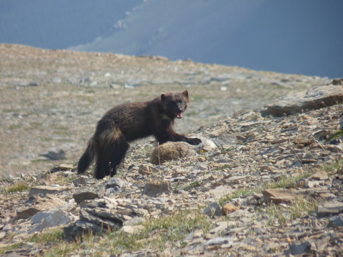 U.S. Fish and Wildlife Service tweet media