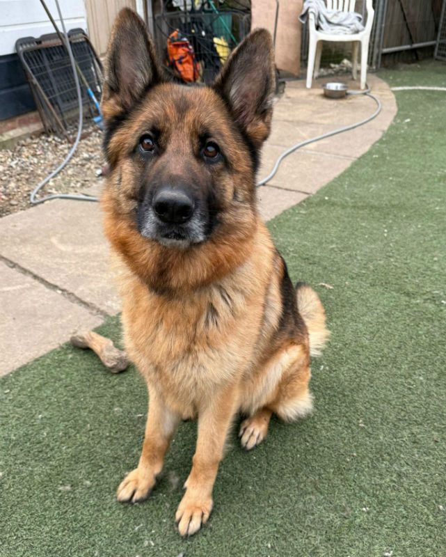 gsrescueelite's tweet image. Aria is 3yrs old and she is girl who loves to be close to be close to her people. Aria can live with older kids and has been ok with male #dogs but still under assessment as she settles in 
#germanshepherd #Essex 
gsrelite.co.uk/aria-2/
