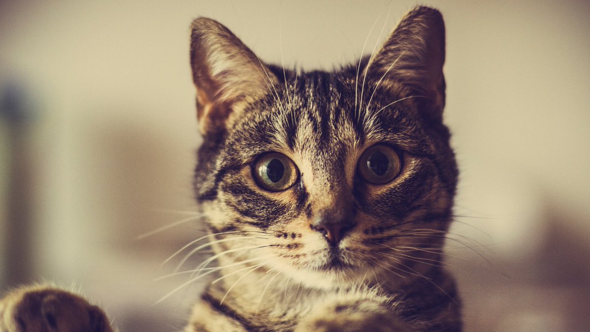 ピスチコ@目指せミニマリスト tweet media