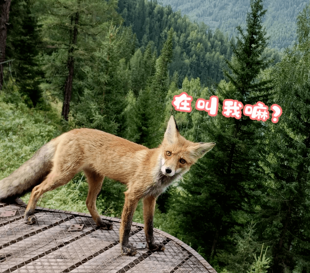 brokublog tweet media