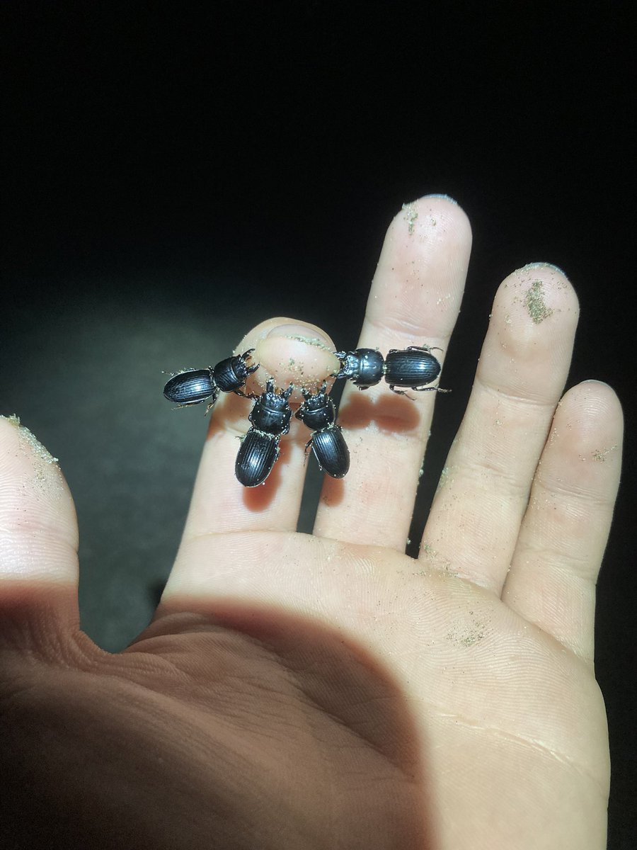 shadoomf🪲🇵🇸(homunculus enjoyer) tweet media