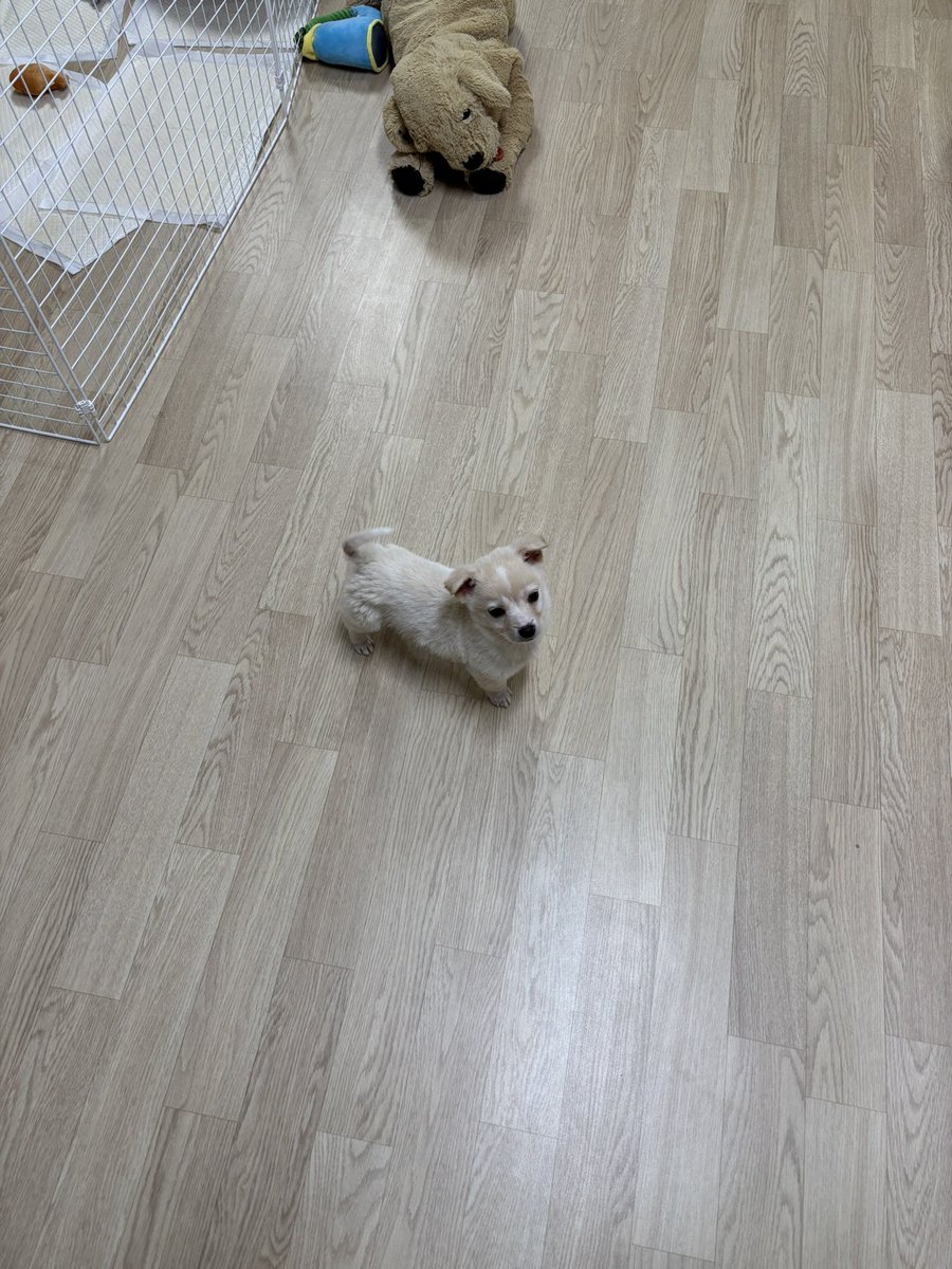 도토리 tweet media