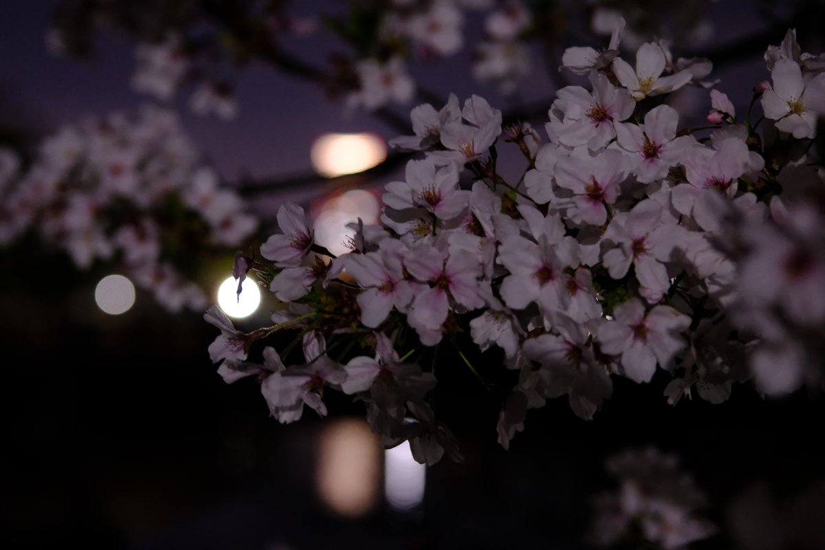 🎀せりおねさん🎀 tweet media