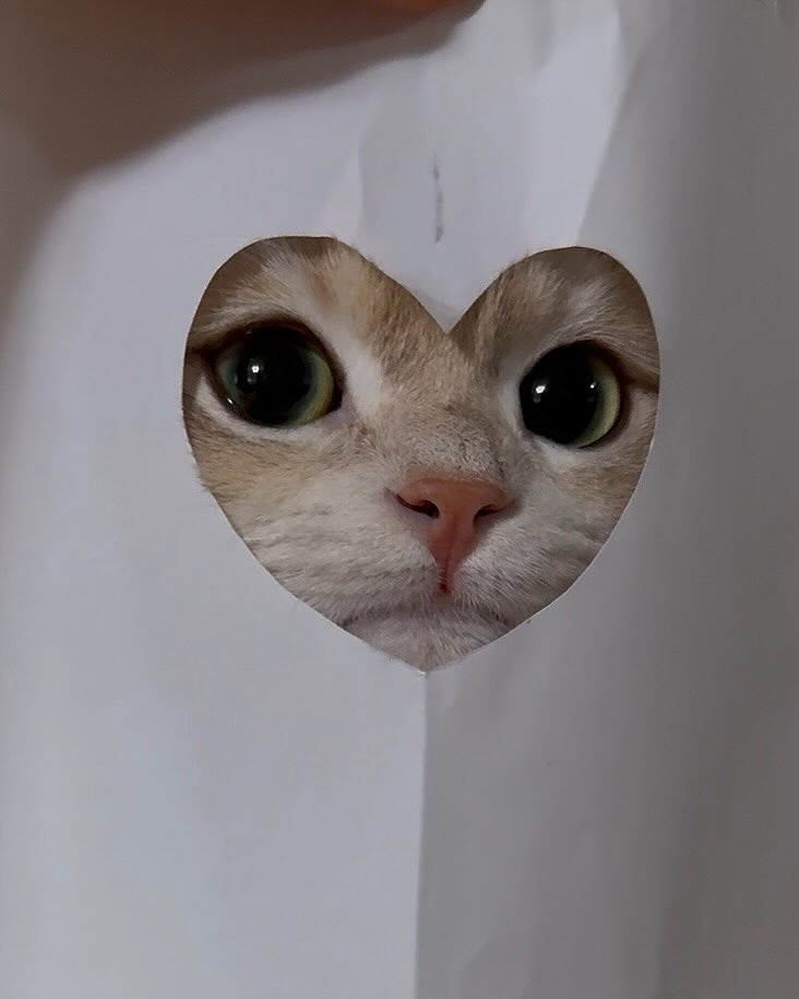 The Cats 𝕏 tweet media