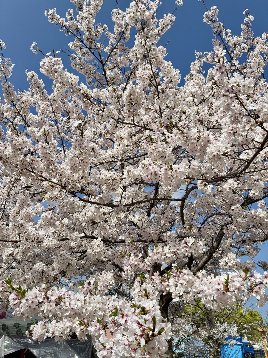 hum__cheese's tweet photo. 桜を見に１泊福岡 https://t.co/jOEtaeYcng