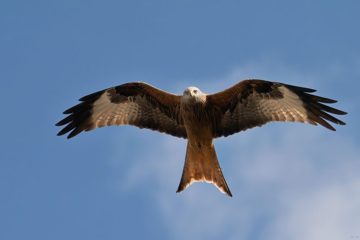 Carmen LDK 📸🐝🌺🐿️🌿🦋🌾🦜🏵️📹 tweet media