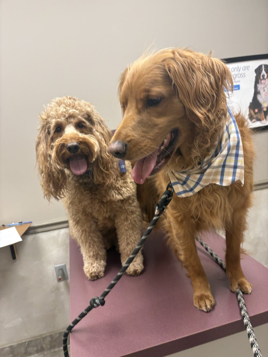 Cooper Jack & Biggie Smalls tweet media