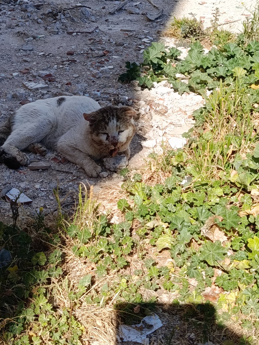 Eleftheria tweet media