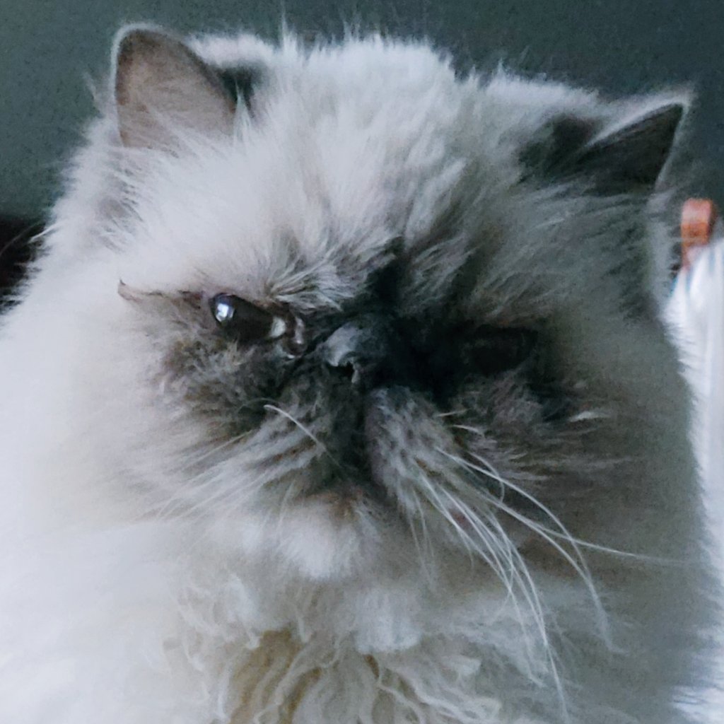 t_jh2009's tweet photo. Happy 15th Birthday to #Shemp! 🎂🎉 https://t.co/9yK999nuPA