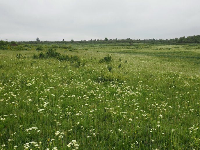 MAMBO Project tweet media