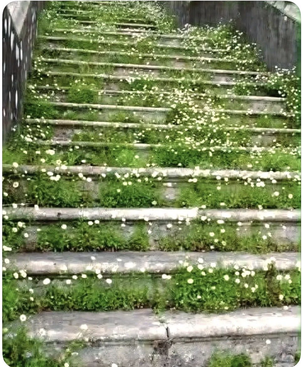 Tayyaba Amjad tweet media