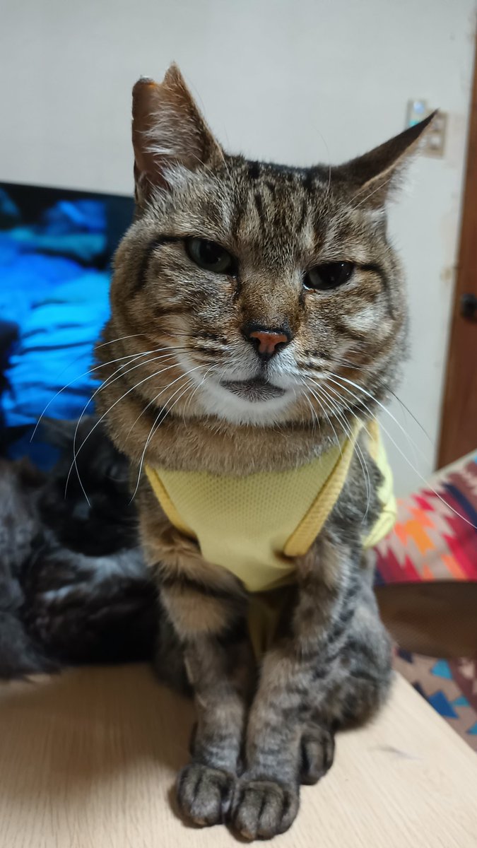 hiro_LC@北海道移住完了 tweet media