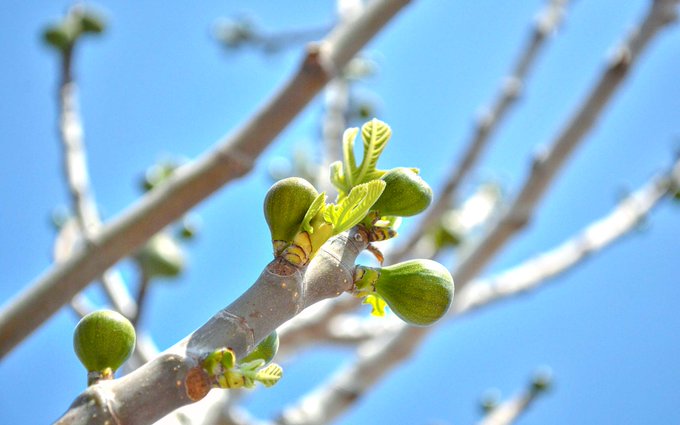 colorwind01's tweet photo. Lesson From the Fig Tree: Prophecy About the Time of Second Coming
#FigTree #ChristAhnsahnghong
https://t.co/S1IFPKOoes
Jesus said that in the last days, near Judgment Day, He would come again in the flesh to lead humankind to the truth of salvation. Then, when will He come? https://t.co/XFSjbGkyYI