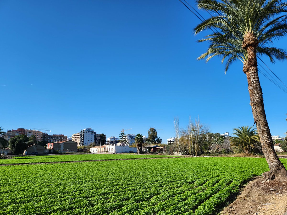 Hoy, muchos de los que, por acción u omisión, permiten la desaparición de nuestra huerta, entre construcciones ilegales y planes parciales, saldrán a las calles afirmándose sus defensores 

Hipocresía, lo llaman

#TenemosBandoNosFaltaLaHuerta