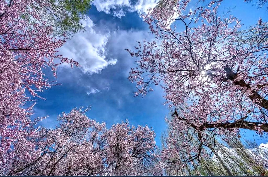 The_North_Blood's tweet image. It was one of those  days when the sun shines hot and the wind blows cold, when it is summer in the light and winter in the shade.

Blossom in Hunza 🌸
.
.
.
.

#Hunza #Spring #Blossom #Karakoram