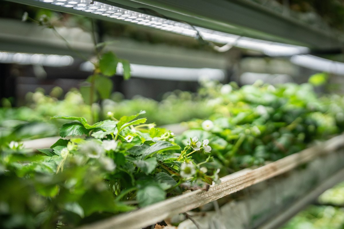 AZoCleantech's tweet photo. 🌱 Scientists boost artificial photosynthesis using polydopamine nanosheets, mimicking nature to achieve more stable, light-driven hydrogen production. Could this unlock efficient solar fuels? https://t.co/ZkgaTKVMbZ https://t.co/nDgouI3Qms