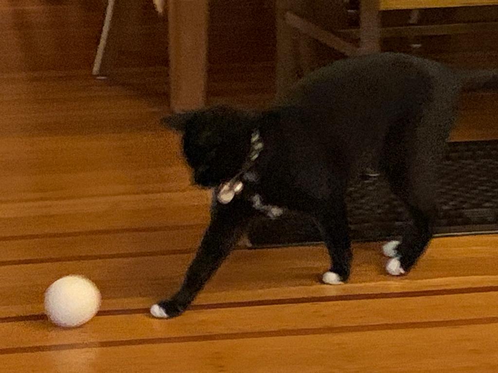 Harriet the Spy tweet media