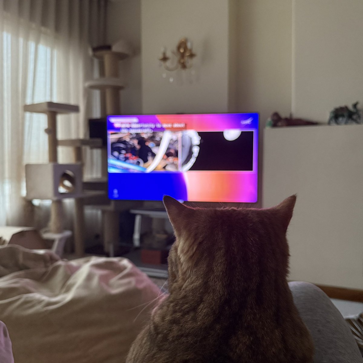 ohitseongmin's tweet photo. All cats are out here cheering for you 🫶 https://t.co/c0pV1JYbYL