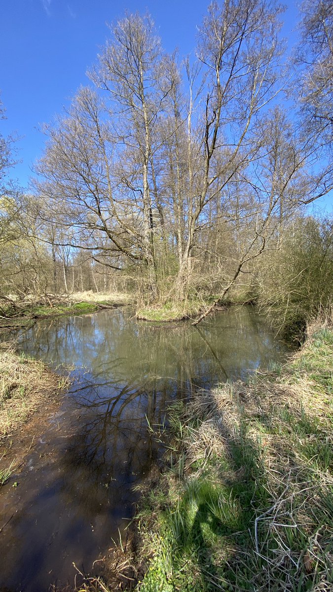 golden girl tweet media