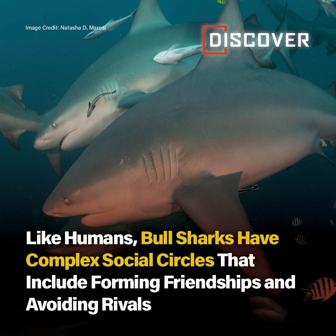 Discover Magazine tweet media