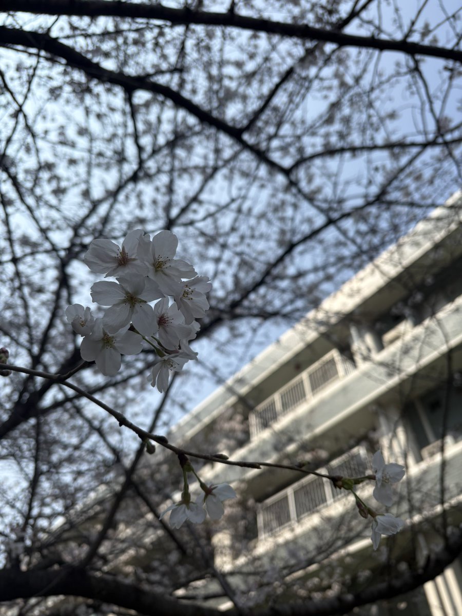 la_mer_82's tweet photo. @kiita130 お花見できなかったけど大学の研究棟前で撮ったのをおすそ分けします🌸 https://t.co/w0OV43HY8g