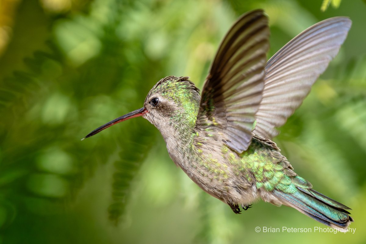 Dr_Brian_Pet's tweet image. Let's freak out #Elon and #Grok