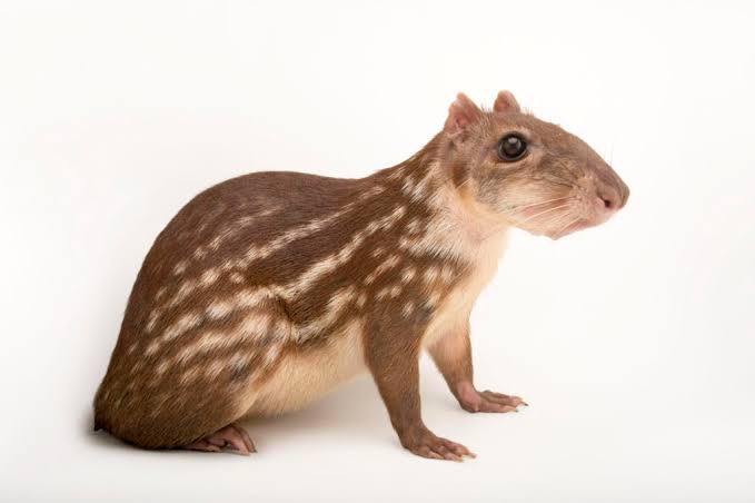 Joaquin Teixeira tweet media