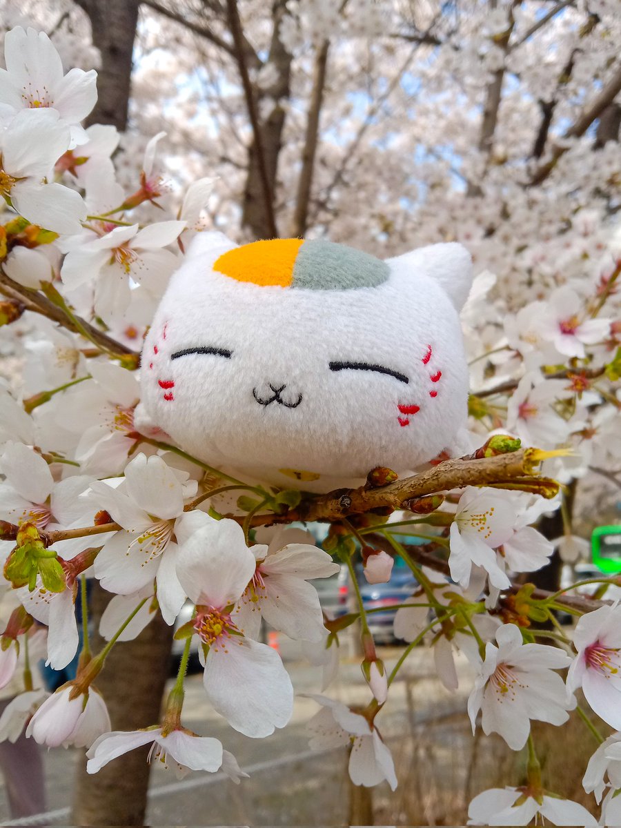 HelenaIllust's tweet photo. Nyanko-sensei enjoyed his trip to South Korea - the cherry blossoms were really beautiful. 🌸🩷 https://t.co/MAGpIHflXQ