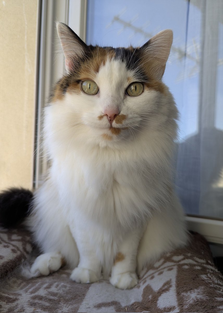 ReineGaufrette's tweet photo. Dites-moi droit dans les yeux quelles sont les bêtises que votre animal a déjà fait😸

Pour Gaufrette 
- ses griffes sur les chaises
- renverser son eau
- vomir tout sauf sur le sol 
- aller dans les endroits interdits
- léchouiller la poêle/ assiette
- courir avec du caca au cul https://t.co/NeBYlOSMBS