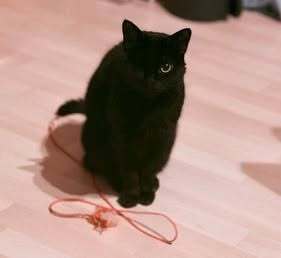 VigiPets.fr tweet media