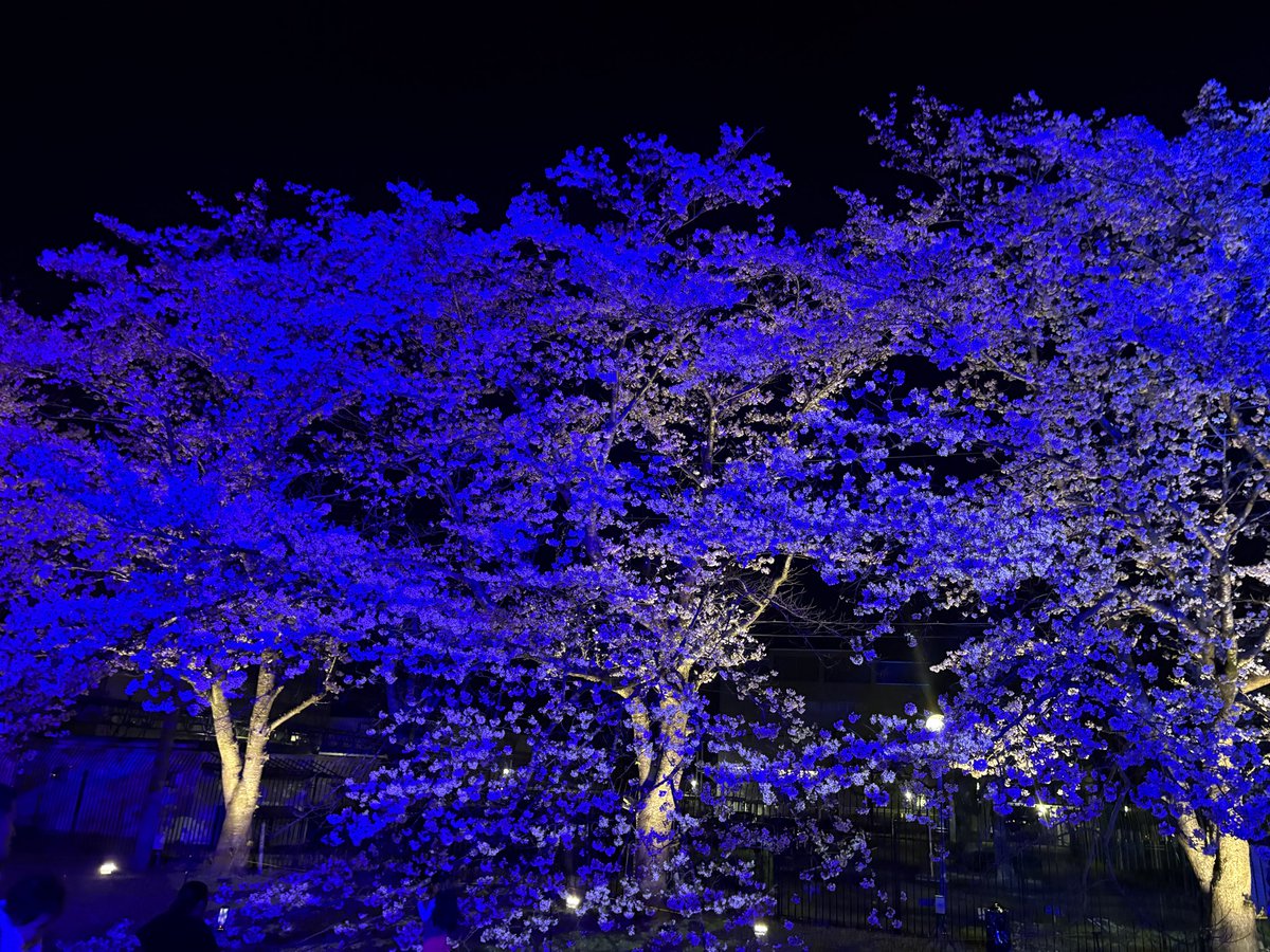kinataro2018's tweet photo. レギュラーシーズンで敗退したけどサクラナイツカラーにライトアップされた桜 #サクラナイツ #Mリーグ https://t.co/XOxKj3gdwW