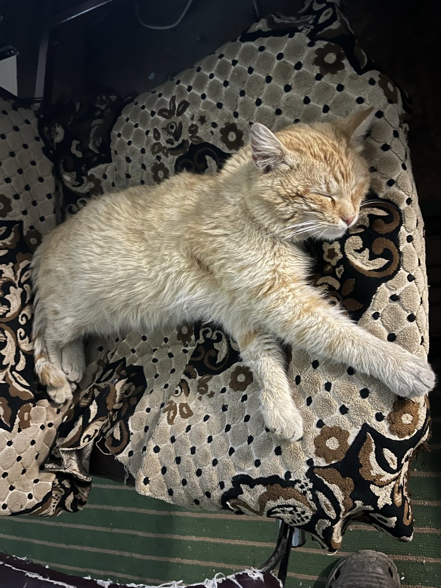 Григорій Бйордицький tweet media