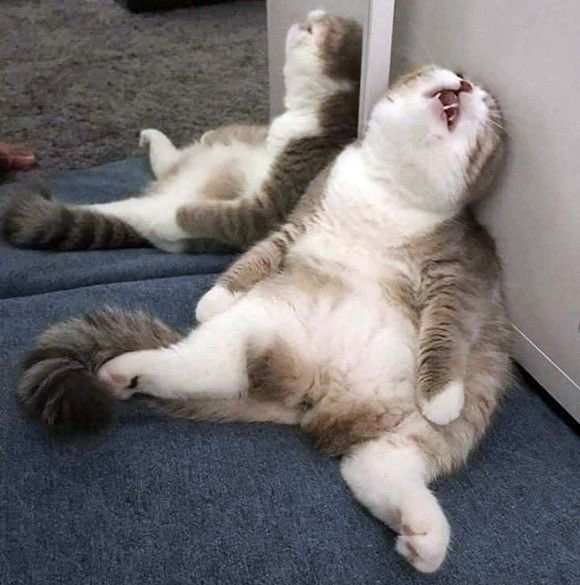 ＳＯйＩＣ㌠ tweet media