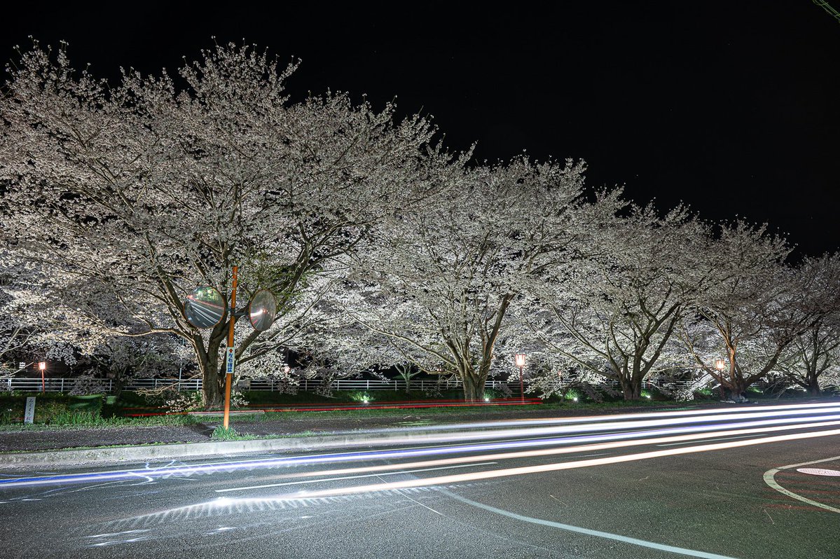 宇陀川の桜
水面が穏やかで映り込みが綺麗に見えましたよ