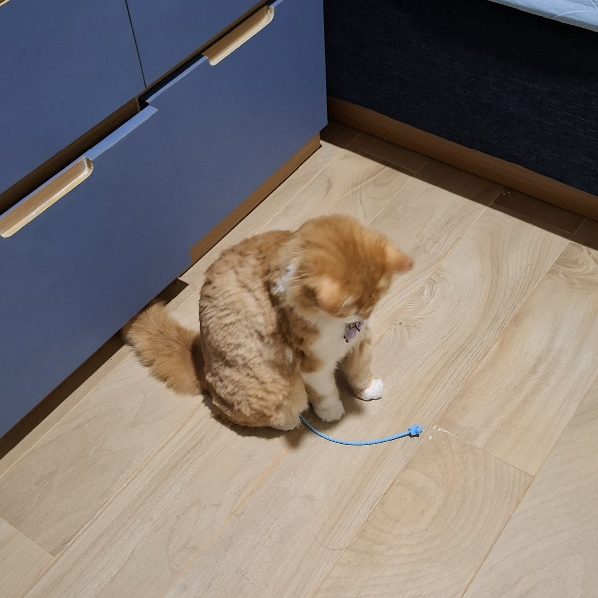 anaksapi 🐂🐄 tweet media