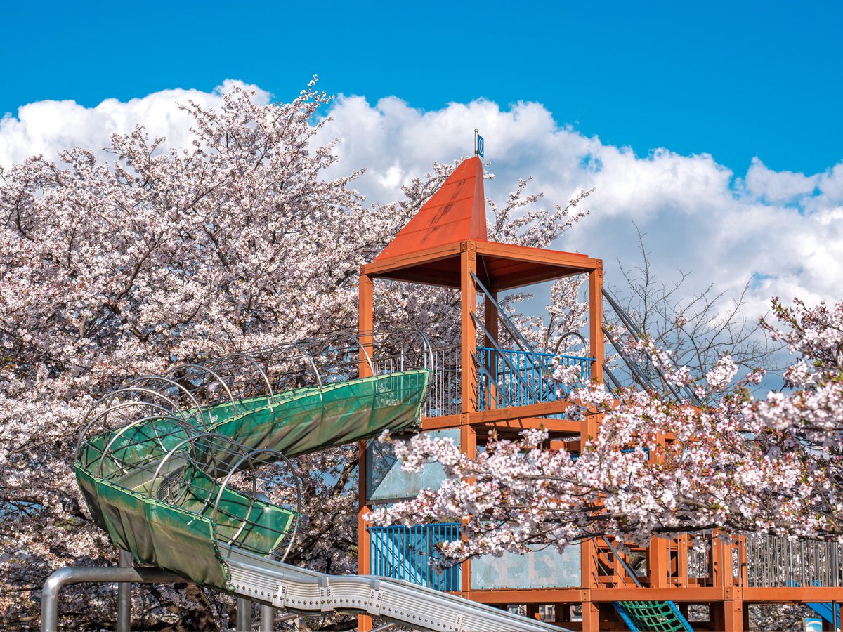 hay4te_s7's tweet photo. 財田川沿いにある水辺公園の桜が満開で綺麗すぎた。 https://t.co/ed6uaczgJN