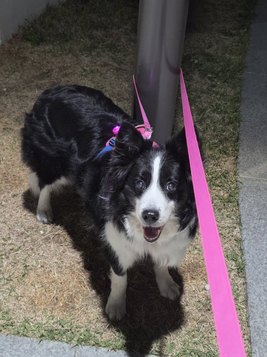 한별이똥줍기 tweet media