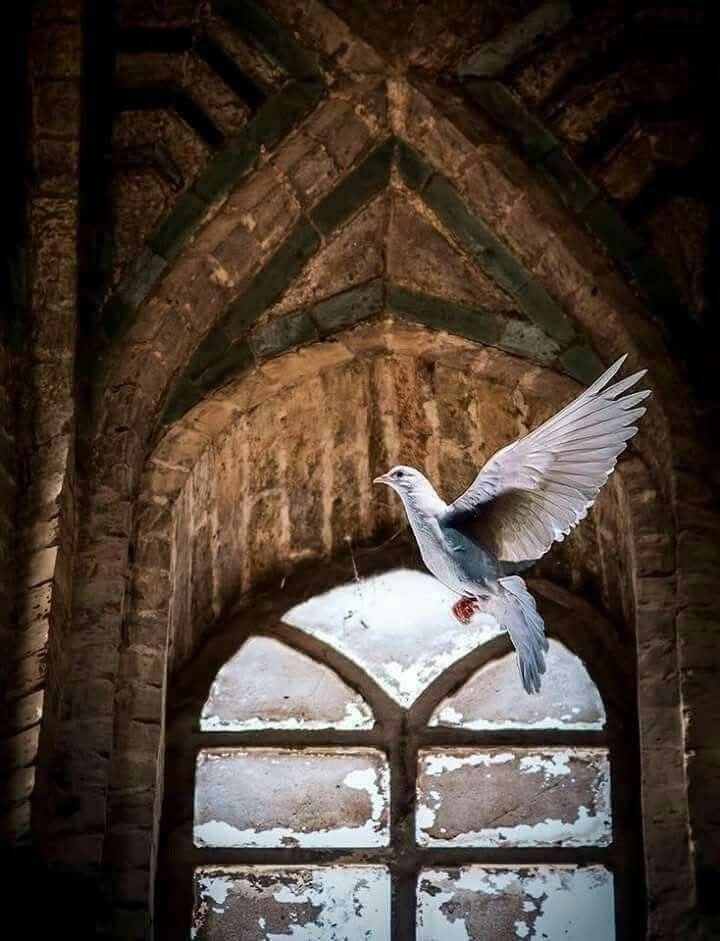 ☘️☘️

▪️"كُل شيءٍ يسيرُ في صالحِك ، حتى وإن شعرت
 بغير ذلك .. ربُ الخير لا يأتي إلا بالخير"🤍🕊

 🕊🌿