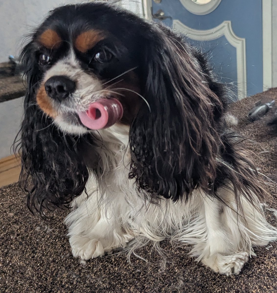 ms_spaniel's tweet image. Happy #tongueouttuesday
#cavpack
