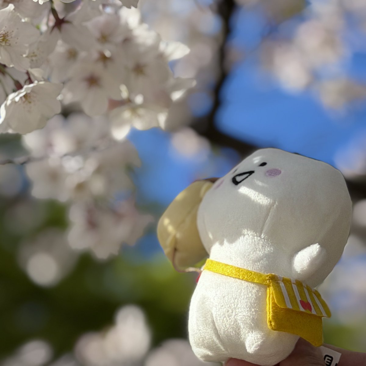 ぽくぽくと tweet media