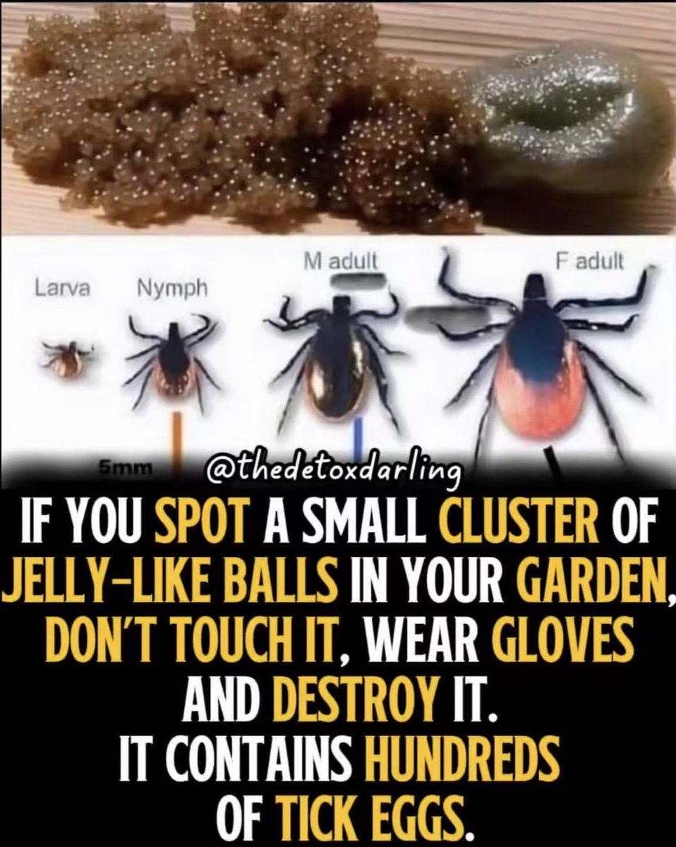 Be11akindofthng's tweet image. #Ticks #Lyme