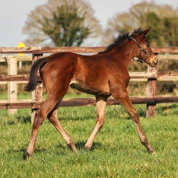BallylinchStud tweet media