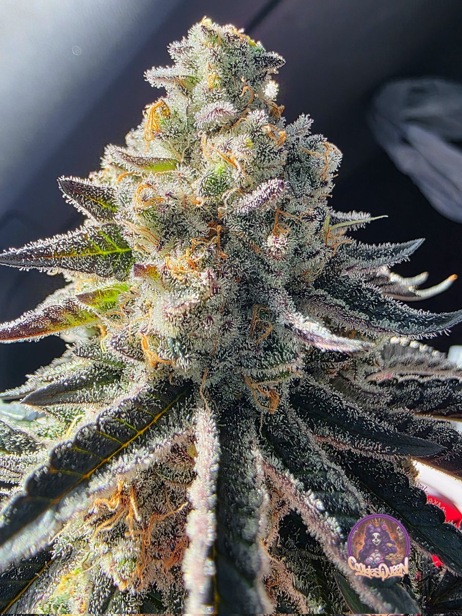 cookiesqueen33's tweet image. I got this yesterday and it is glorious. Blueberry Syrup. Smells just like blueberries 🫐 #CannabisCommunity #cannabisculture #StonerFam #Mmemberville #CannabisPhotography