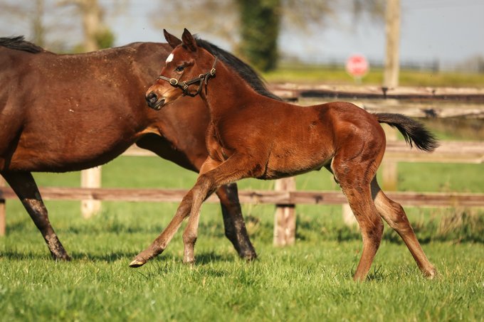 BallylinchStud tweet media