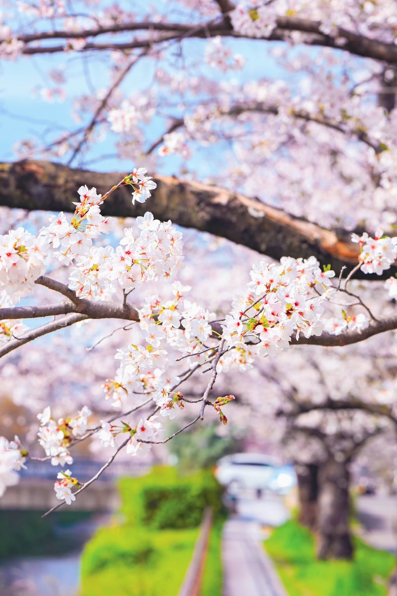 ハヤシカメラ📸✨スタジオ🏮京都下鴨茶論🦆 コスプレイベント➡️鴨コス🦆代表 tweet media